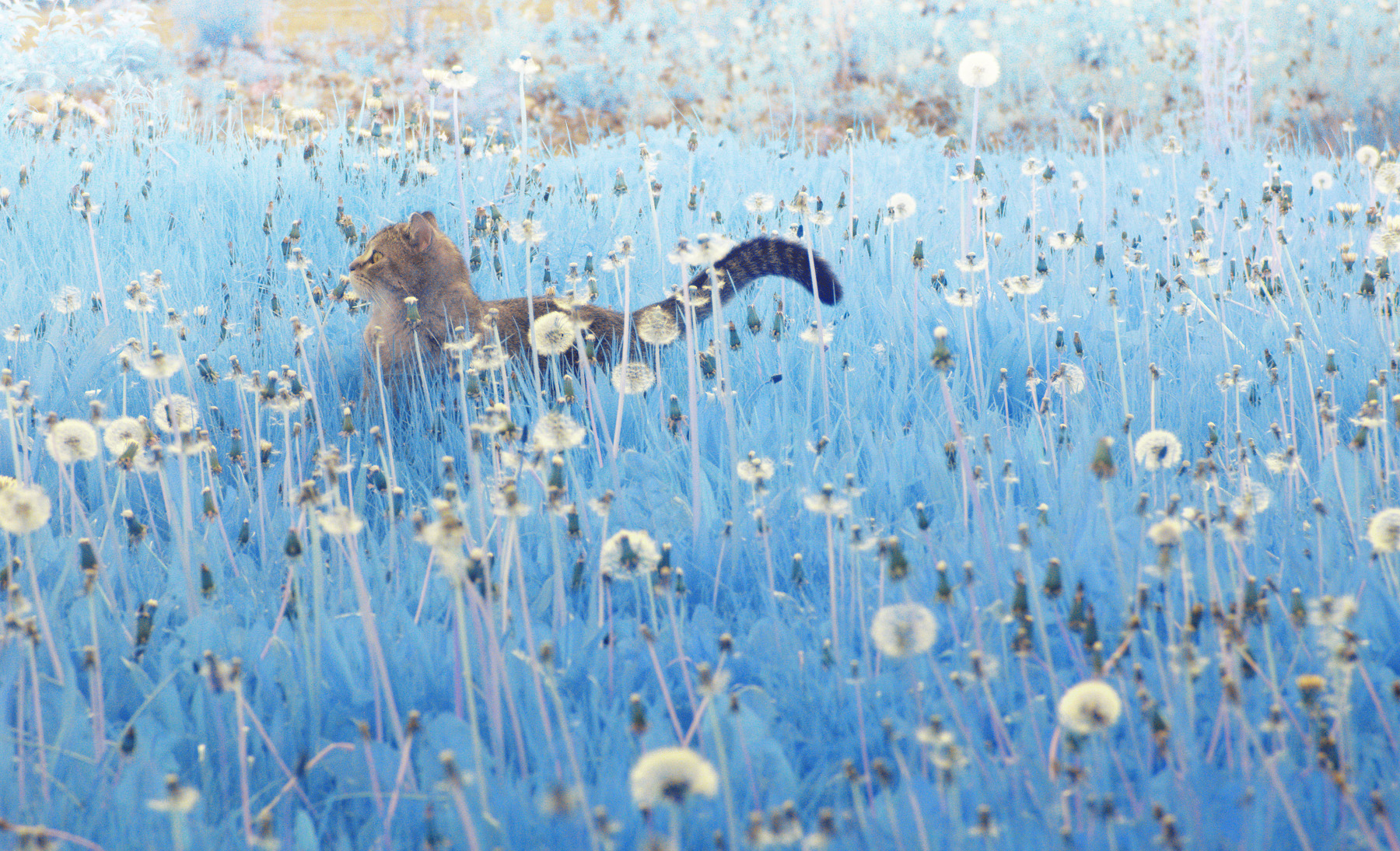 Balu entdeckt Pusteblumen