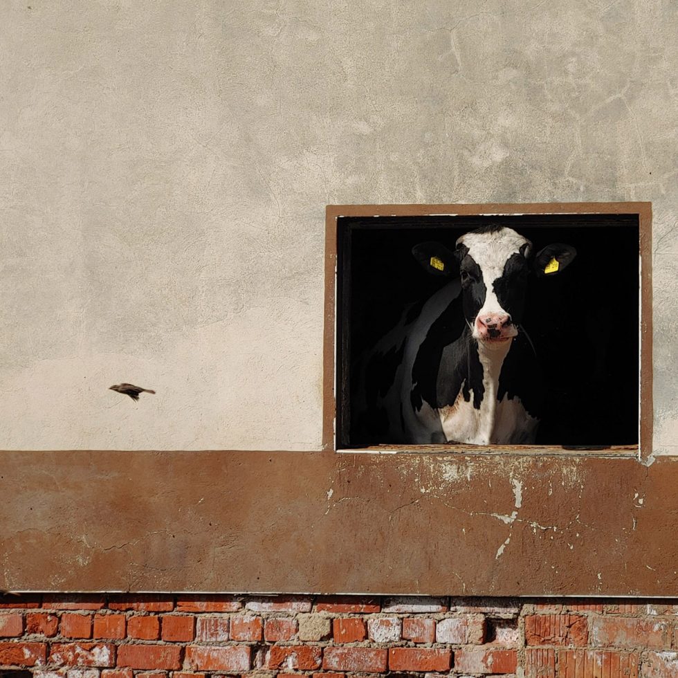 Rind im Rahmen